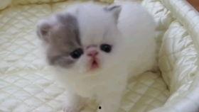 加菲在线吃瓜,笑料横生！