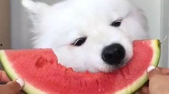 羊仔吃瓜视频,揭秘动物界的趣味食趣