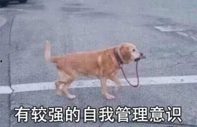 吃瓜狗生气,揭秘背后真相