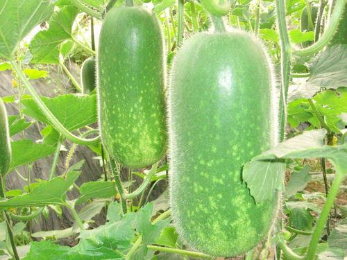 大人吃瓜视频大全,揭秘娱乐圈幕后故事