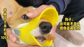 小熊猫吃瓜老虎