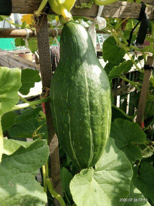 刀小刀阳台吃瓜,揭秘娱乐圈幕后故事