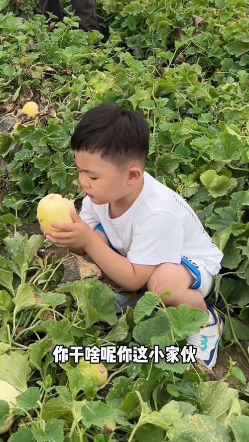 吃瓜前和吃瓜后的对比图,视觉对比揭示惊人变化