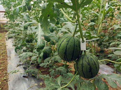 51最新吃瓜,揭秘娱乐圈最新热点事件