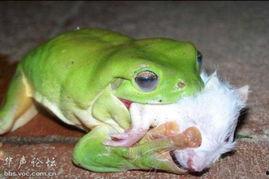 打架吃瓜青蛙,一场奇妙的动物冲突记