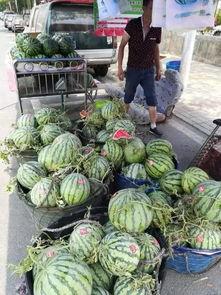 邹城吃瓜事件,一场网络热议背后的真相与反思