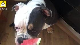 狗狗猫猫吃瓜,狗狗猫猫的瓜果时光