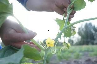 棉花地里吃瓜群众,吃瓜群众的欢乐时光