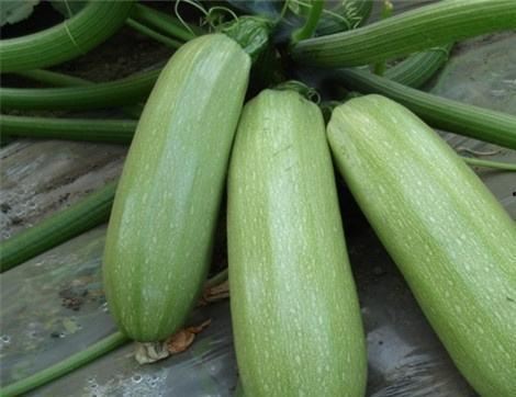 吃密瓜有什么好处,吃密瓜的五大益处