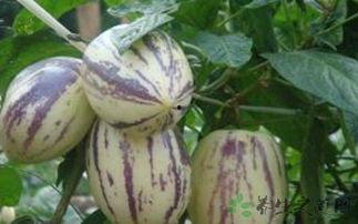 吃茄瓜主播,带你领略美食与娱乐的完美融合