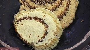 吃瓜大虫子,揭秘吃瓜大虫子的神秘世界